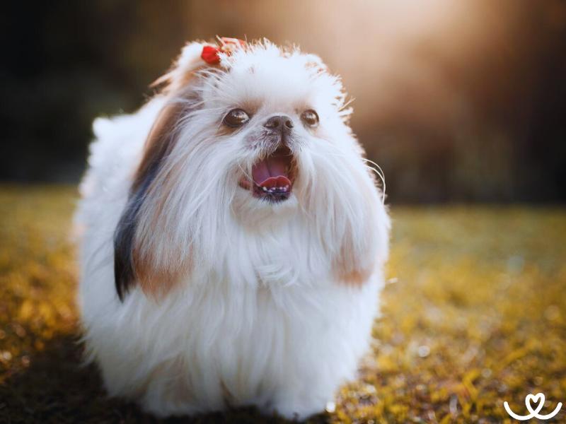 Psi-plemeno-lhasa-apso (15)